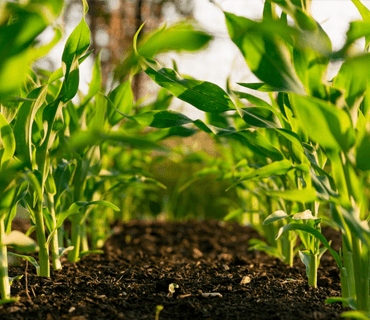 Agriculture & Food